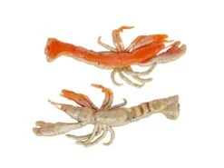 Berkley Gulp! Ghost Shrimp -Karl's Fishing & Outdoors berkley natuarlwithsparkle gulpghostshrimp 10 30 brk 10003c