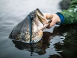 Googan Baits Blazin' Worm 9 Googan Baits Blazin' Worm -Karl's Fishing & Outdoors lifestyle blazinworm googanbaits bt6a0442