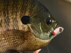 Z-Man Larvaz -Karl's Fishing & Outdoors lifestyle larvaz zman fishmouth 1