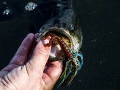 Z-Man Midwest Finesse Swim Jig 10 Z-Man Midwest Finesse Swim Jig -Karl's Fishing & Outdoors lifestyle midwestfinesseswimjig zman bluegill 3