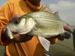 Z-Man Stingerz -Karl's Fishing & Outdoors lifestyle stingerz zman fishmouth 1