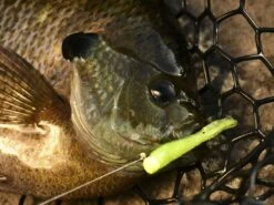 Z-Man Tiny Ticklerz -Karl's Fishing & Outdoors lifestyle tinyticklerz zman closefish 1