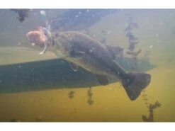 Googan Baits Saucy Swimmer 9 Googan Baits Saucy Swimmer -Karl's Fishing & Outdoors photo jul 16 5 33 35 am