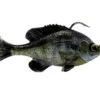 Savage Gear Pulse Tail RTF Bluegill 1 Savage Gear Pulse Tail RTF Bluegill -Karl's Fishing & Outdoors pulsetail rtf bluegill ghostgill 1